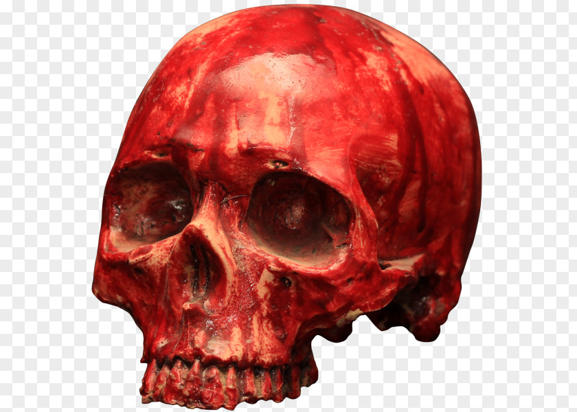 Skull Blood Skeleton Bone 骷髅 PNG