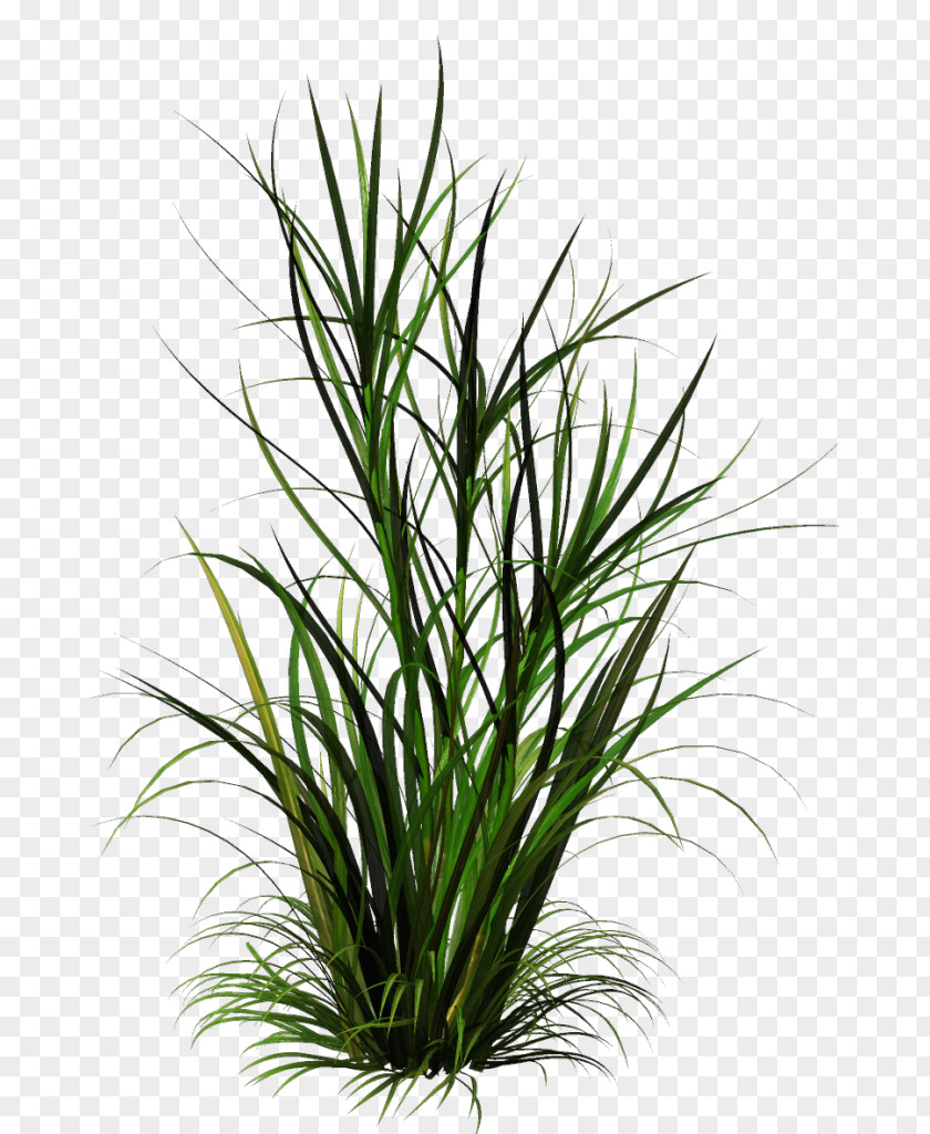Vine Rattan Grass Clip Art Shrub Plants Image PNG