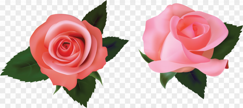 White Roses Rose Royalty-free PNG