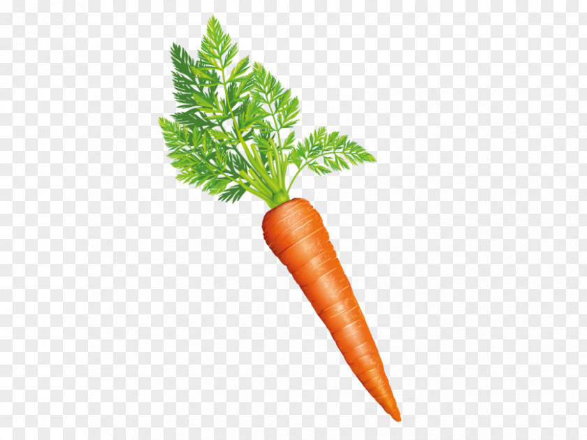 Carrot Baby Vegetable Greens Food PNG
