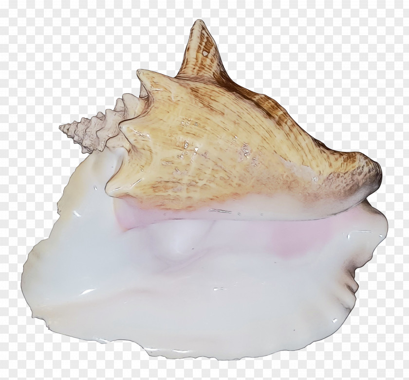 Clam Snails And Slugs Cockle Conch PNG