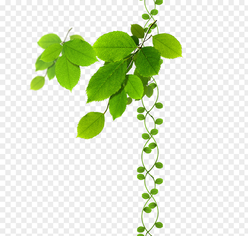 Green Leaves PNG