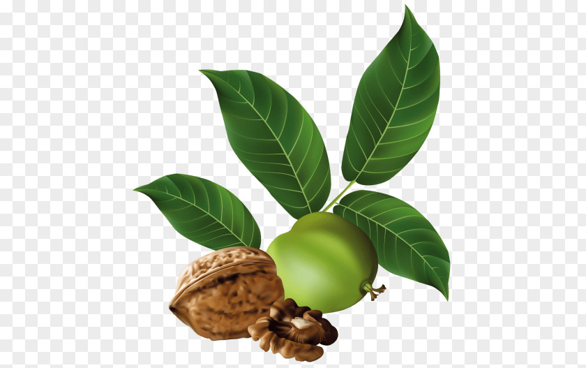 Walnut Eastern Black Vegetarian Cuisine Clip Art PNG