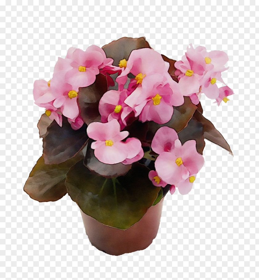 Bouquet Begonia Flower Flowering Plant Pink Flowerpot PNG