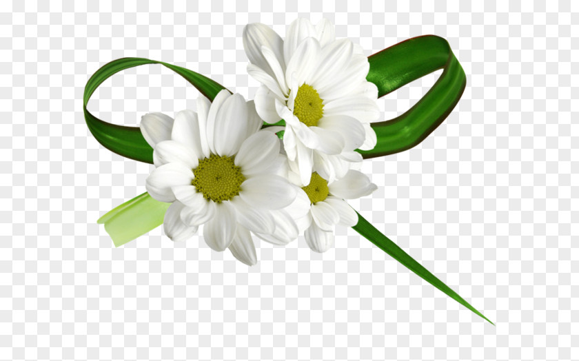 Chamomile Common Daisy Cut Flowers PNG