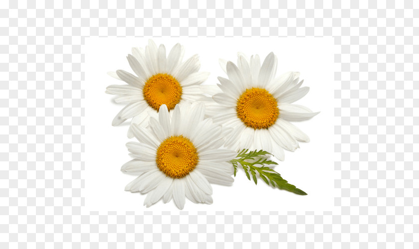 Chamomile German Daisy Family Common PNG