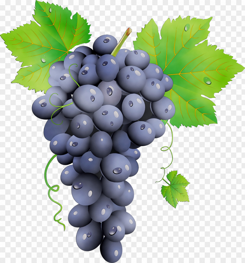 Grape Zante Currant Seedless Fruit Bilberry Blueberry PNG