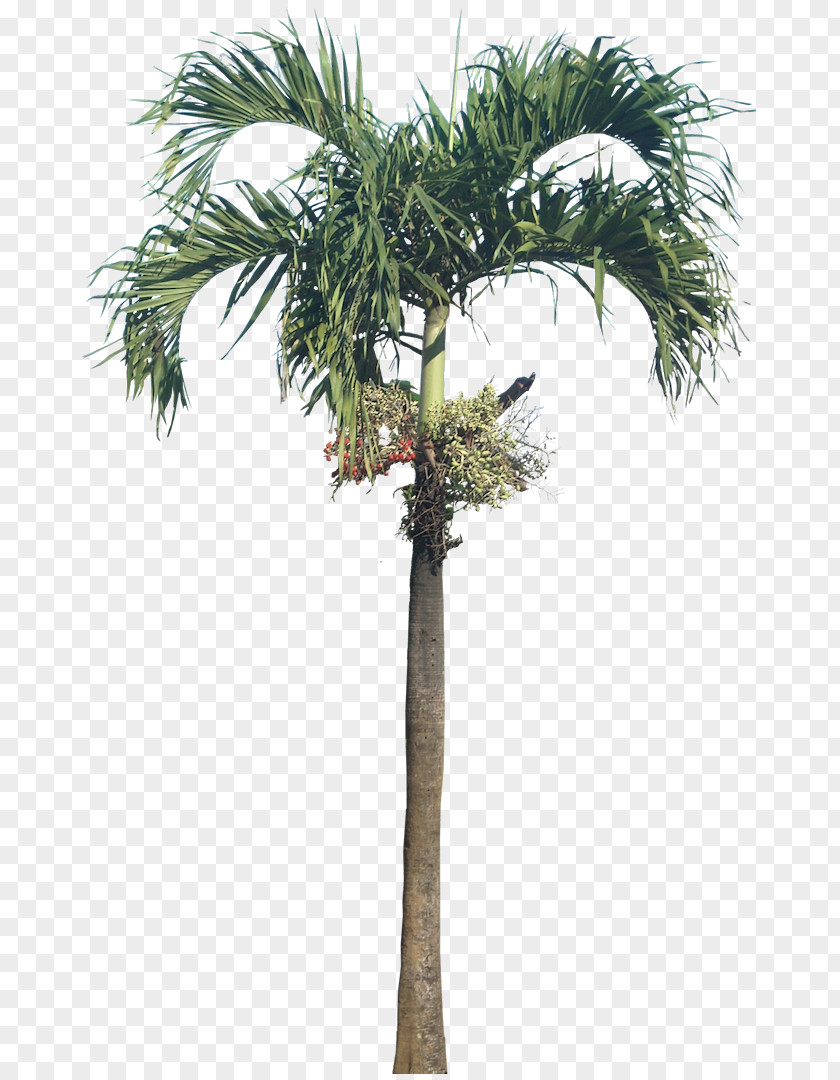 Palms Adonidia Tree Coconut Trunk PNG