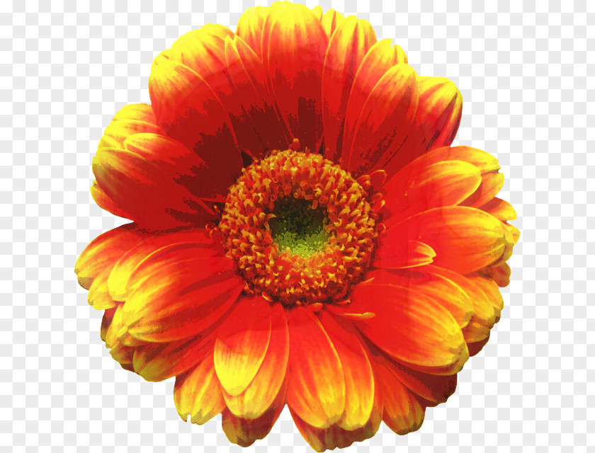 Perennial Plant Herbaceous Artificial Flower PNG