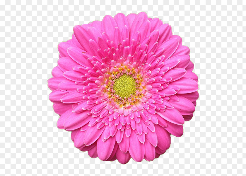 Youtube Transvaal Daisy YouTube Flower Clip Art PNG