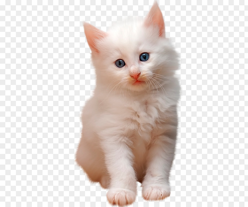 Cat Kitten PNG