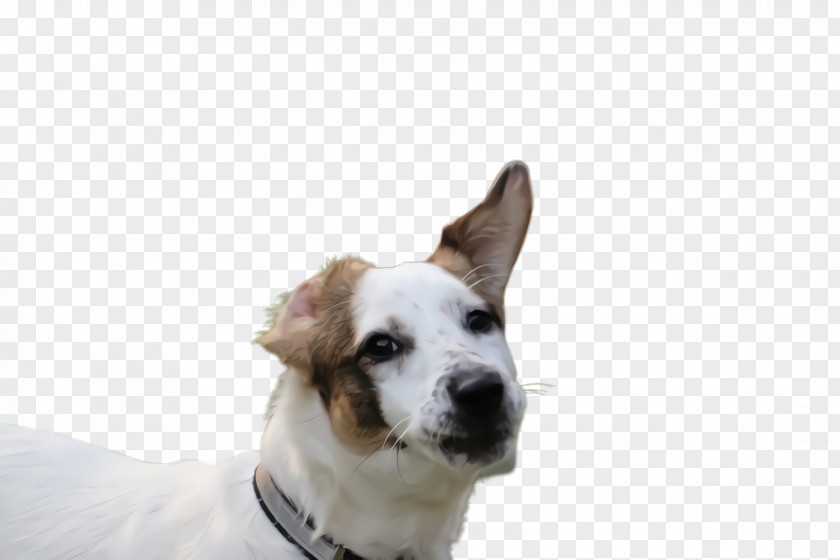Ear Companion Dog Breed Nose Snout PNG