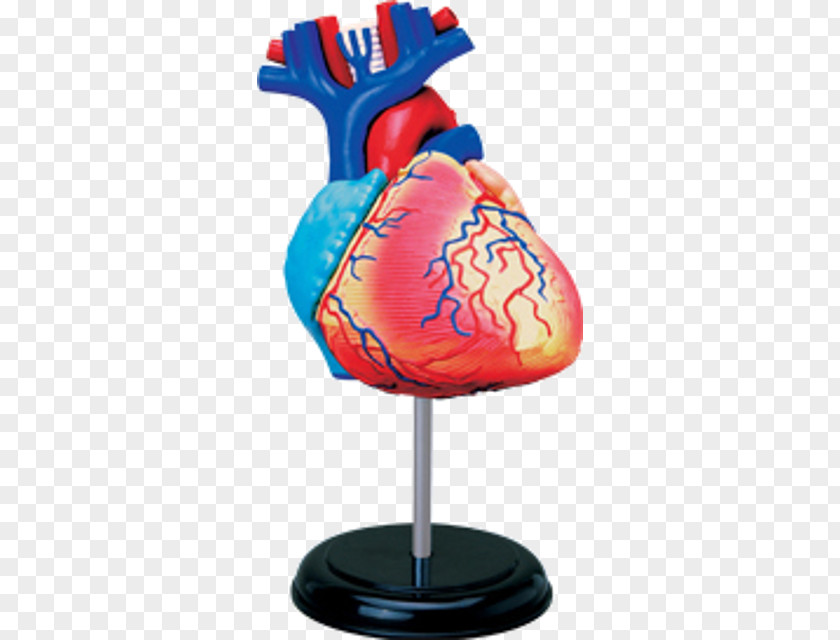 Human Heart Anatomy Body Skeleton PNG