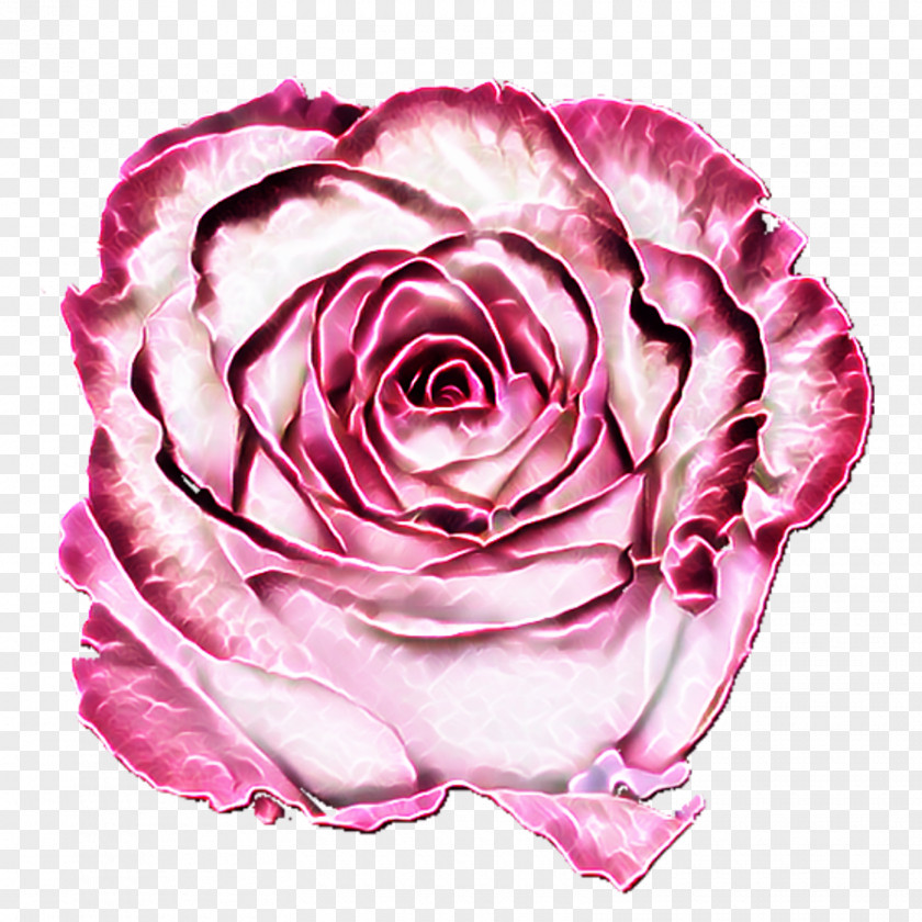Transparent Flower Wreath Garden Roses Cabbage Rose Floribunda Floristry Cut Flowers PNG