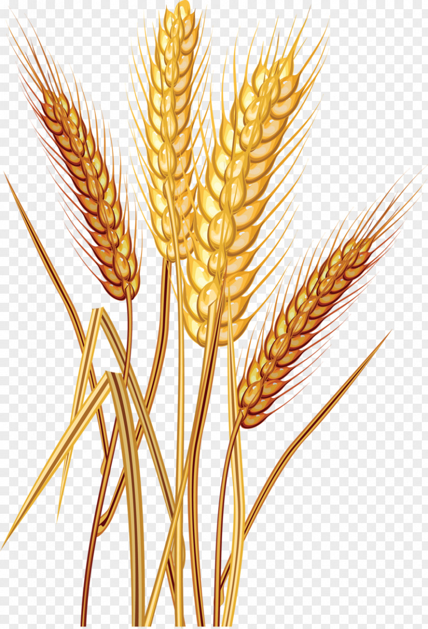 Wheat Common Grain Stock Photography Download Clip Art PNG