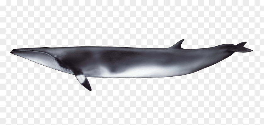 Baleen Whale Common Bottlenose Dolphin Short-beaked Tucuxi Rough-toothed Spinner PNG