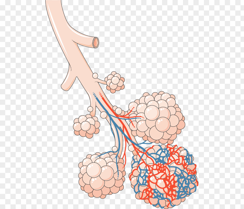 Blood Pulmonary Alveolus Lung Bronchus Circulation Respiratory Tract PNG