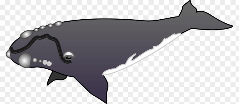 Dolphin Cetacea Porpoise Clip Art PNG