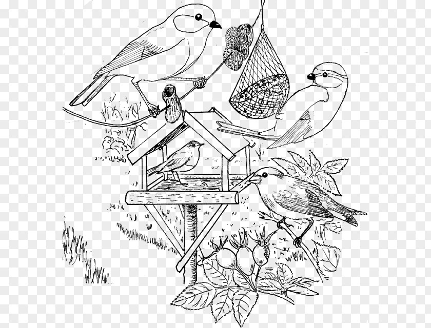 Fig Printing Bird Stichting Landschapsbeheer Flevoland Vogels Voeren Kleurplaat Drawing PNG