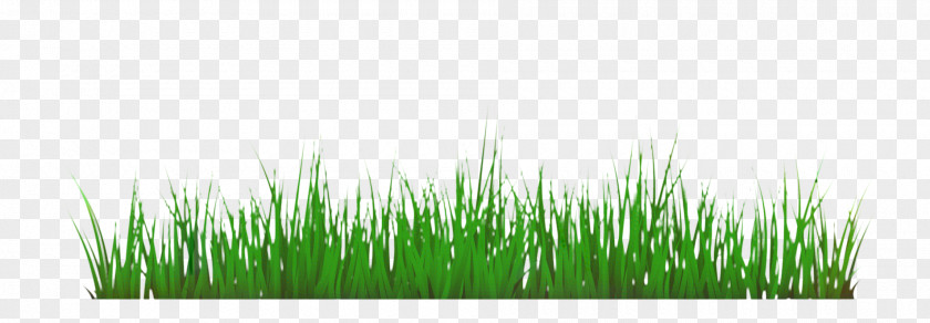 Grassland Artificial Turf Green Grass Background PNG