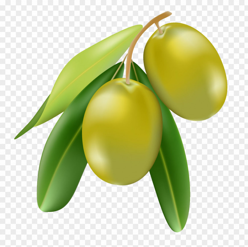 Olive Fruit Cartoon Image Oil Illustration PNG