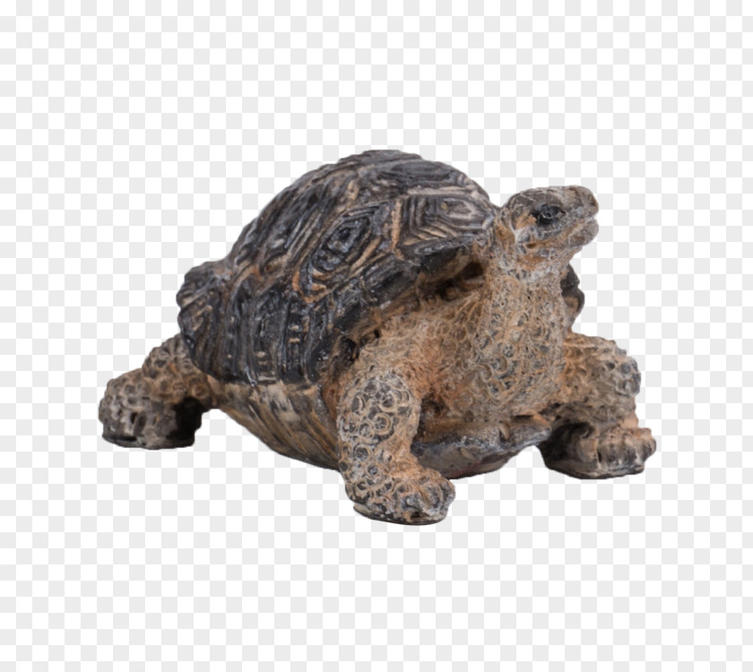 Tortoide Miniature Pig Box Turtle Tortoise Reptile PNG