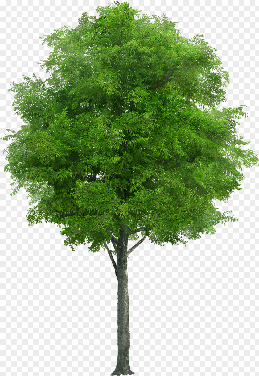 Tree Stock Photography Drawing Plant PNG