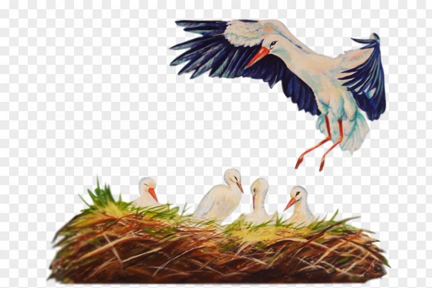 Ant Nest White Stork Fauna Beak Feather PNG