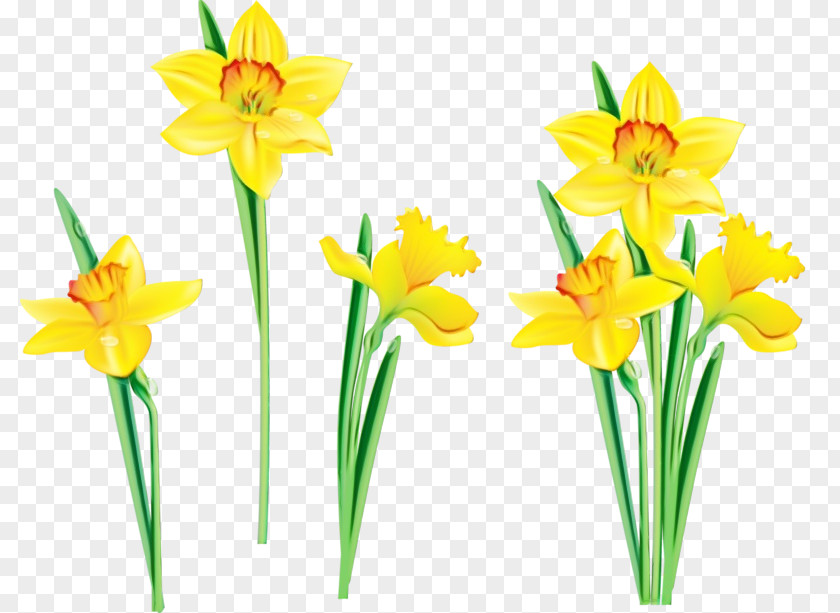 Flower Yellow Narcissus Plant Cut Flowers PNG