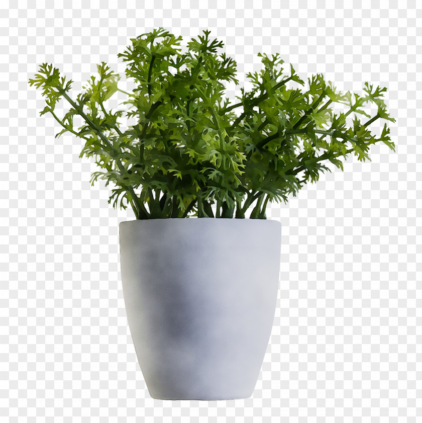 Houseplant Aspidistra Elatior Plants Flowerpot Nursery PNG