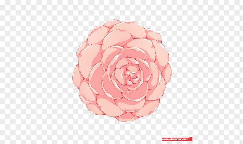 Flower Garden Roses Cabbage Rose Petal Pink M PNG