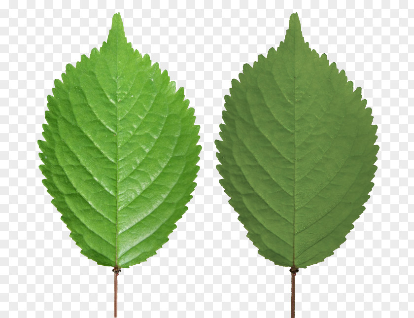 Leaf Texture Mapping Blender Tree PNG