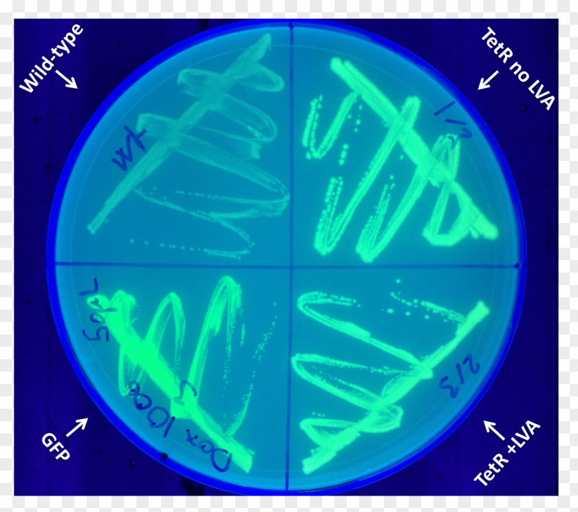 Shigatoxigenic And Verotoxigenic Escherichia Coli Marine Biology Organism Font PNG