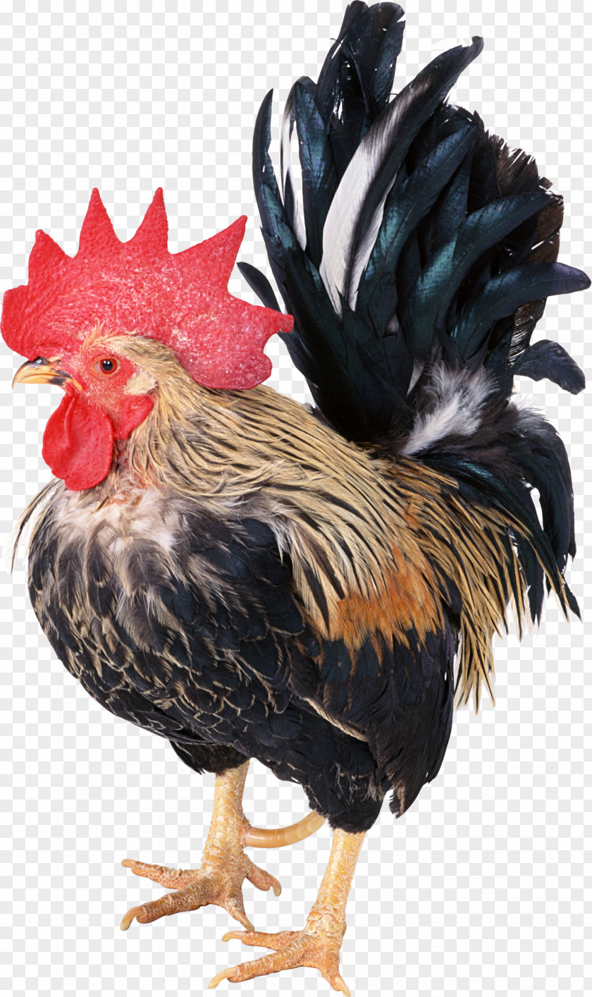 Cock Dong Tao Chicken Duck Rooster Poultry PNG