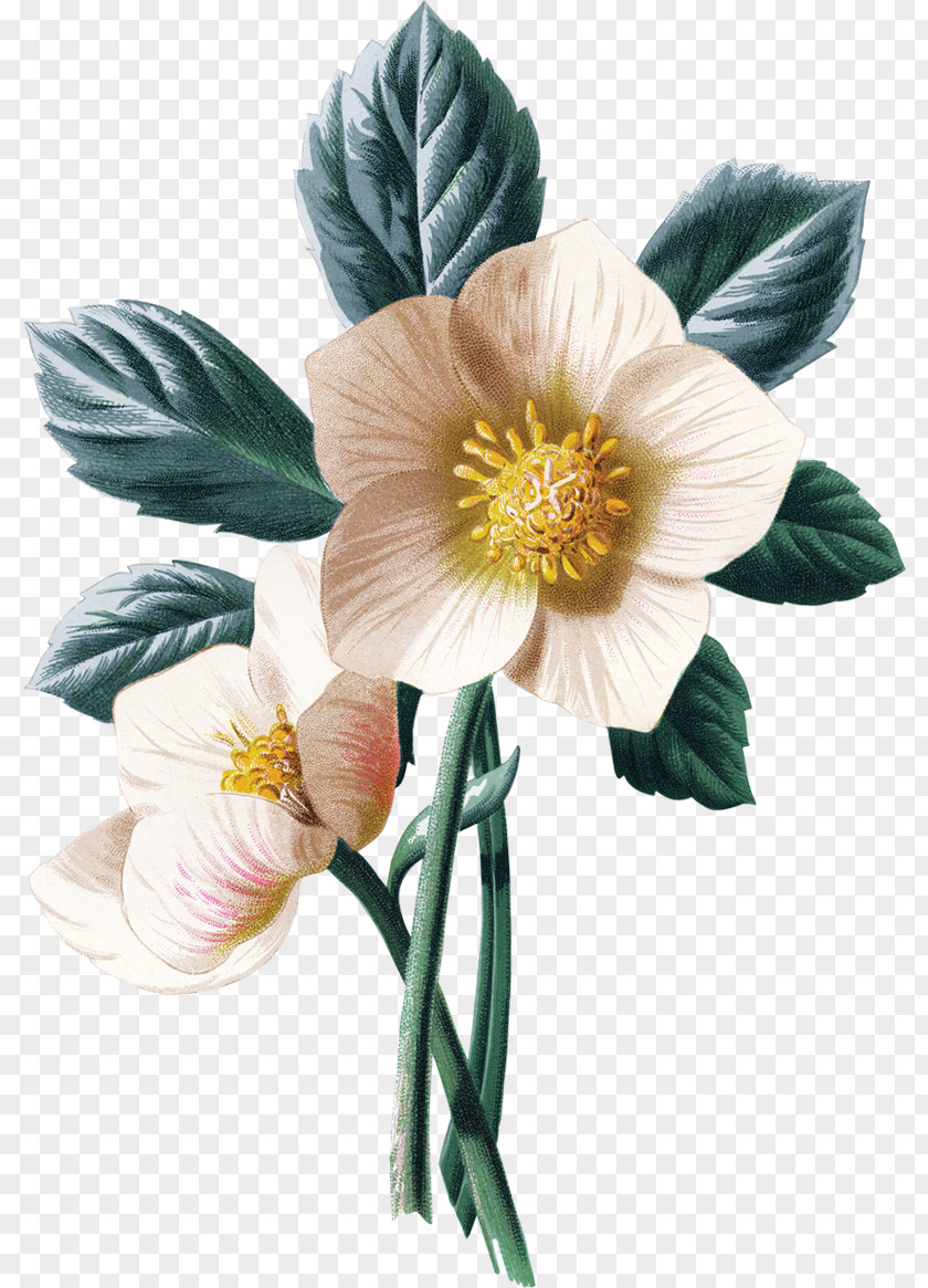 Flower Helleborus Niger Rose PNG