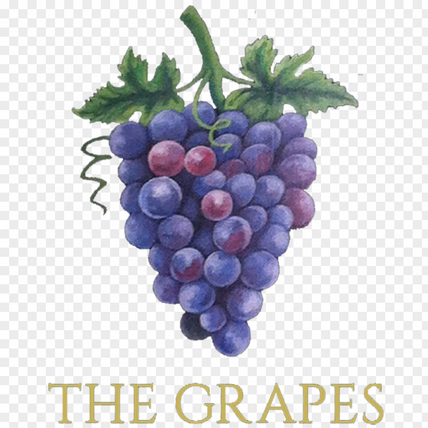 Grape Common Vine Wine Grapes Sultana PNG