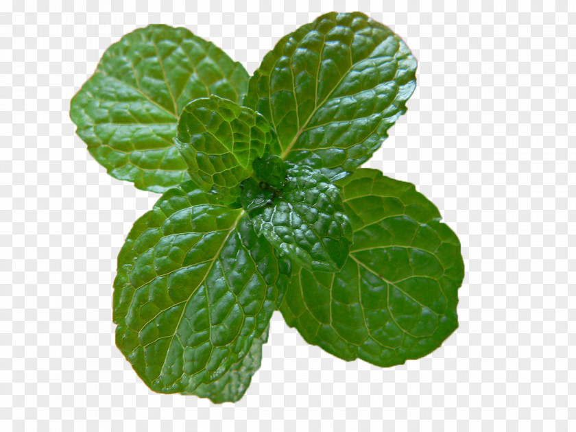 Mint Leaf Julep Mojito Peppermint Food Recipe PNG