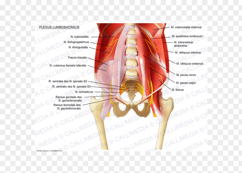 Sacral Plexus Iliohypogastric Nerve Lumbar Ilioinguinal PNG