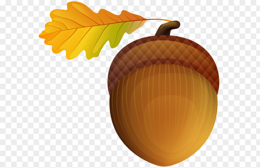 Autumn Acorn Clip Art Image Openclipart Free Content PNG