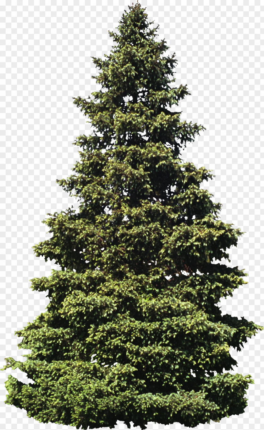 Bush Tree Scots Pine Clip Art PNG