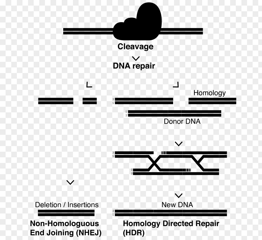 Cas9 CRISPR DNA Repair Zinc Finger Nuclease Germline Mutation PNG