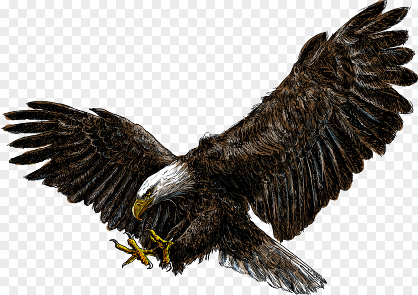 Eagle Bald White-tailed Drawing PNG