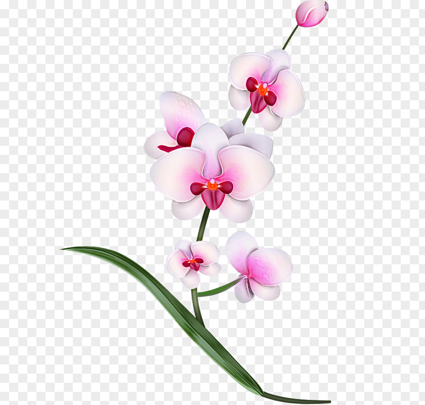 Flower Moth Orchid Plant Pink PNG