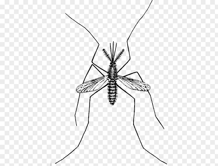 Malaria Marsh Mosquitoes Clip Art PNG