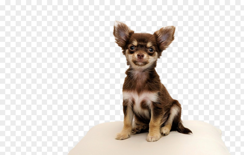 Puppy Chihuahua Yorkshire Terrier Maltese Dog Pet PNG