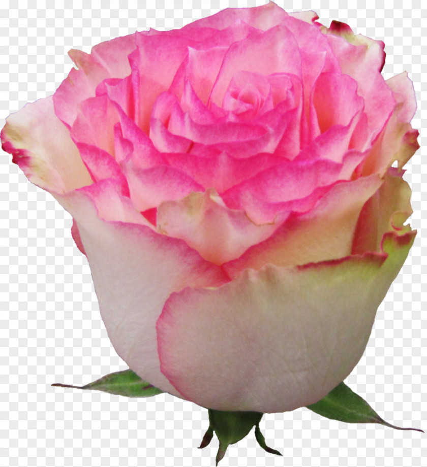 Rose Garden Roses Flower Esperance Euroflora Pink PNG
