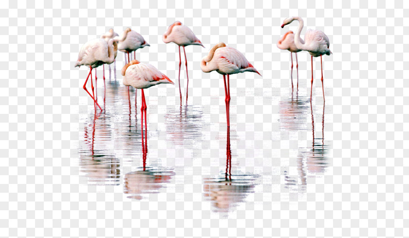 Bird Water Greater Flamingo PNG
