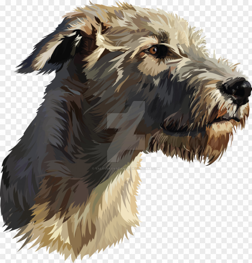 Glen Of Imaal Terrier Irish Wolfhound Scottish Deerhound Bearded Collie Borzoi PNG