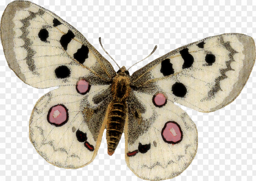 Papillon Butterfly Insect Moth Pollinator Invertebrate PNG