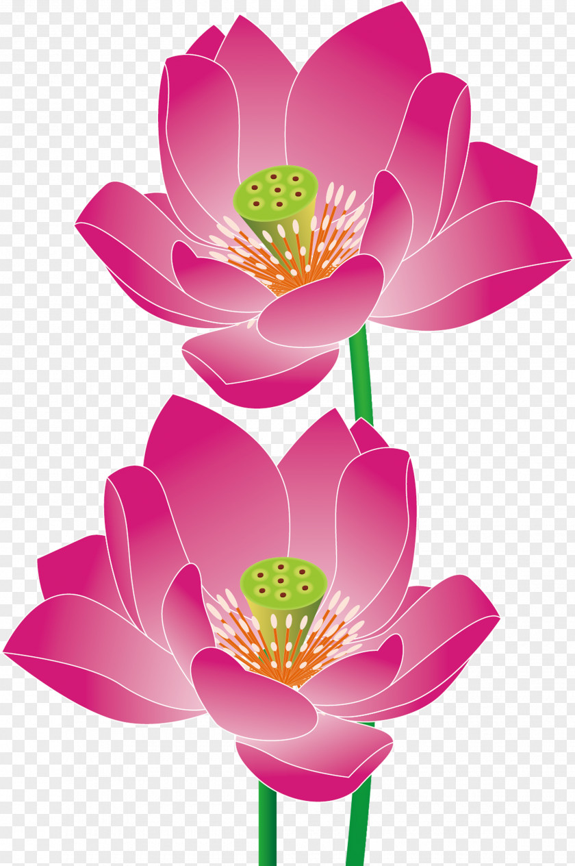 Vector Lotus Nelumbo Nucifera Euclidean PNG